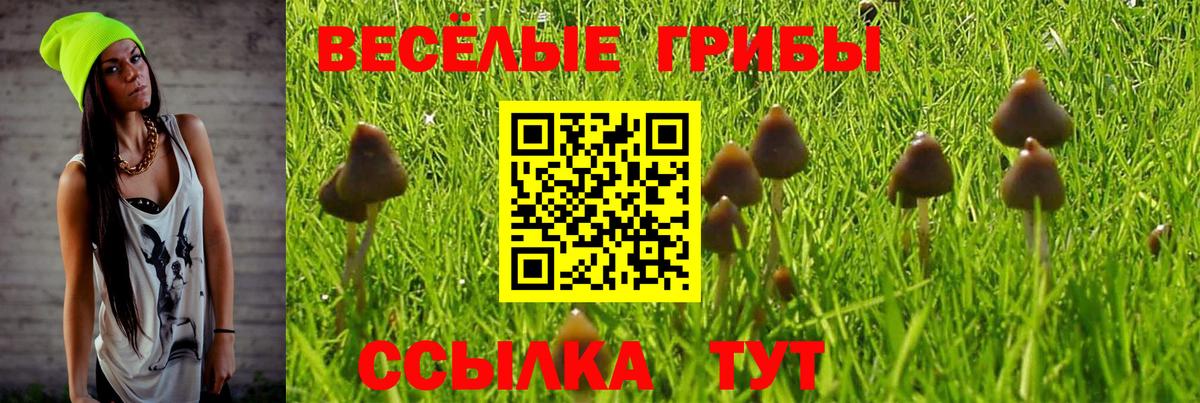 Псилоцибиновые грибы Cubensis Камень-на-Оби